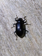 Derosphaerus exularis