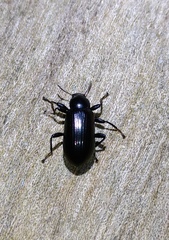 Derosphaerus exularis