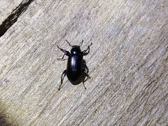 Derosphaerus exularis