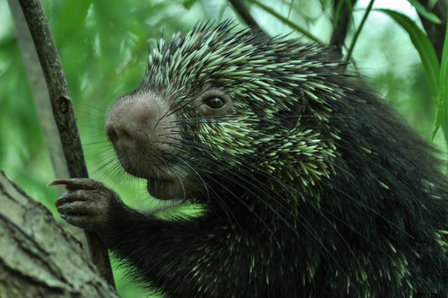 Mexican Hairy Dwarf Porcupine, Jonuta, Tab., México, photo 4 of 10