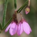 Tetratheca glandulosa - Photo (c) Philippa Gordon, algunos derechos reservados (CC BY-NC), uploaded by Philippa Gordon