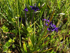 Lapeirousia oreogena