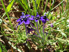 Lapeirousia oreogena