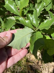 Quercus prinoides