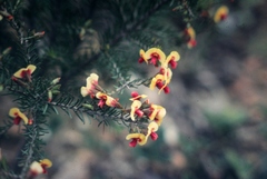 Dillwynia laxiflora