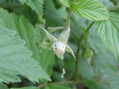 Idaeobatus