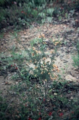 Dillwynia laxiflora