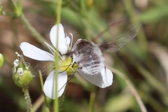 Bombylius incanus