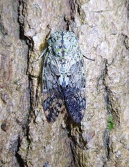 Platypleura kaempferi