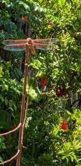 Libellula saturata