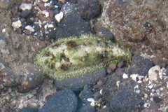 Dolabrifera dolabrifera