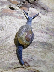 Petalochlamys