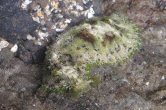 Dolabrifera dolabrifera