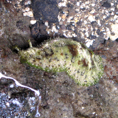 Dolabrifera dolabrifera