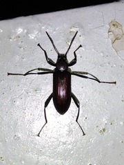 Strongylium carbonarium