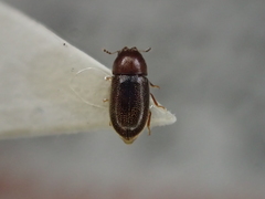 Ennearthron cornutum