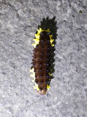 Gynautocera rubriscutellata