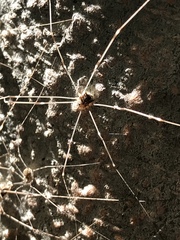 Leuronychus pacificus