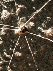 Leuronychus pacificus