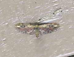 Eupithecia subapicata