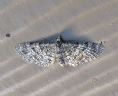 Eupithecia ornata