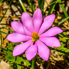 Sabatia gentianoides