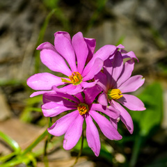 Sabatia gentianoides