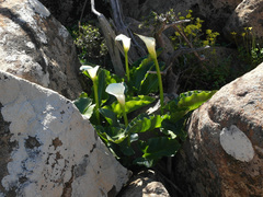 Zantedeschia odorata