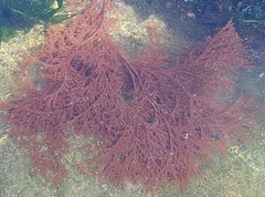 Microcladia borealis