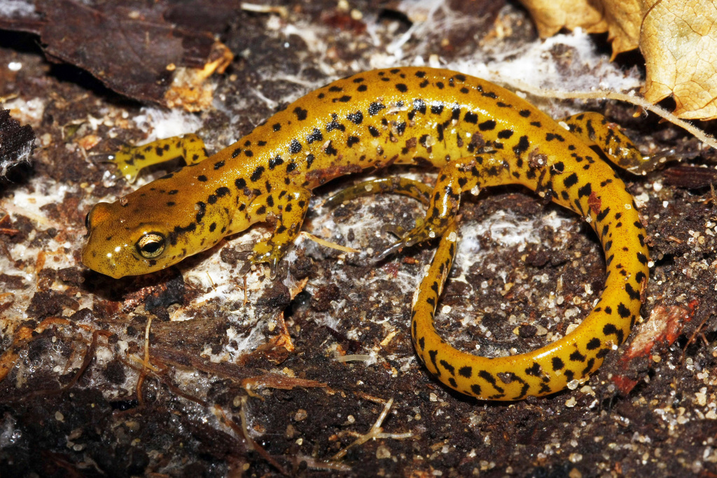 Brook Salamanders