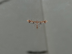 Geina periscelidactylus
