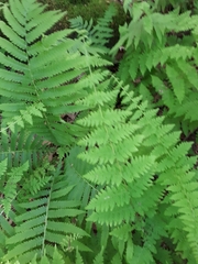 Cystopteris bulbifera