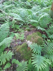 Cystopteris bulbifera