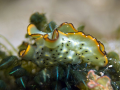 Elysia marginata