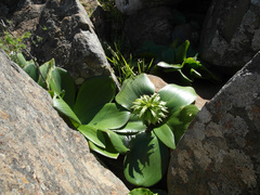 Eucomis regia