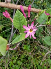 Passiflora hyacinthiflora