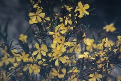 Hibbertia subvaginata