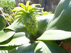 Eucomis regia