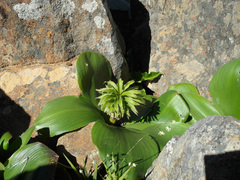 Eucomis regia