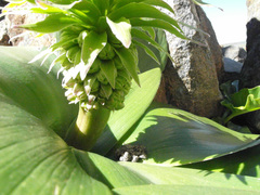 Eucomis regia