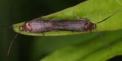Scythris fuscicomella