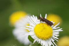 Scythris fuscicomella