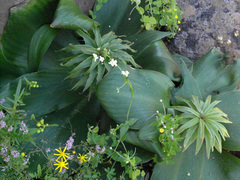 Eucomis regia