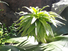 Eucomis regia