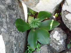 Eucomis regia