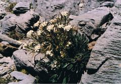 Pachycladon latisiliquum