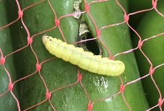 Spodoptera exigua