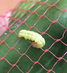 Spodoptera exigua
