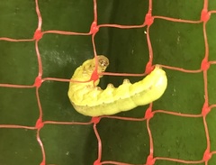 Spodoptera exigua