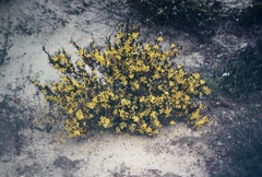 Hibbertia subvaginata